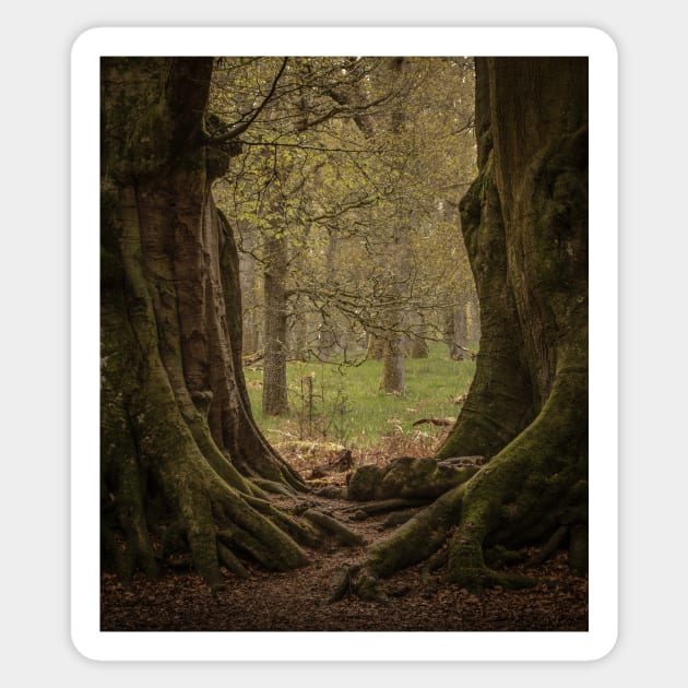 'The Witness Trees', Kinclaven Woods, Perthshire. Sticker by mucklepawprint